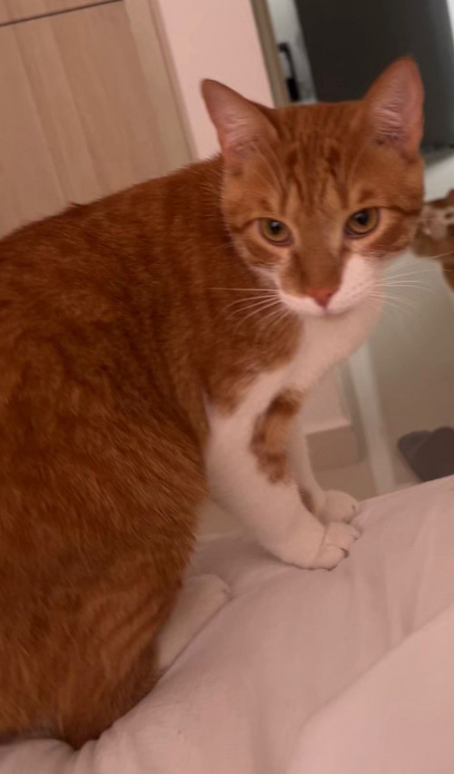 Pipito