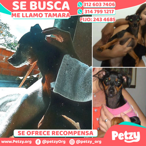 Foto de mascota Tamara