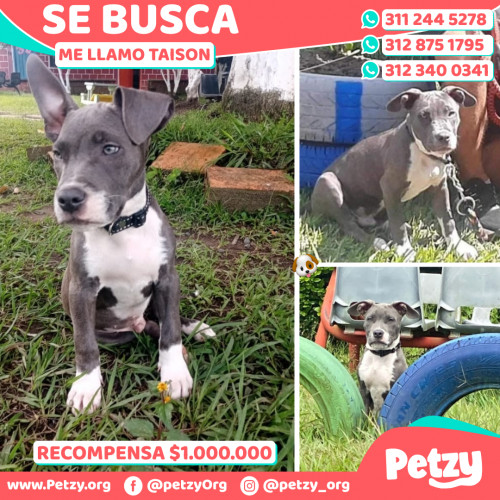 Foto de mascota Taison