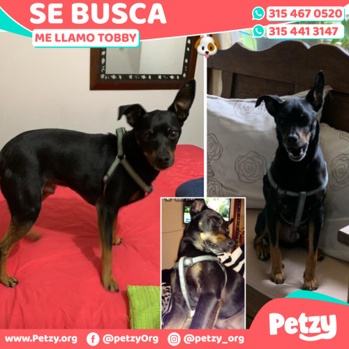 Foto de mascota Tobby