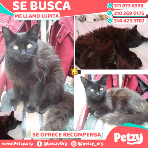 Foto de mascota Lupita