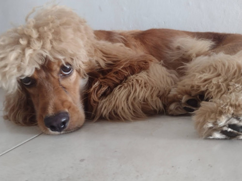 Max
