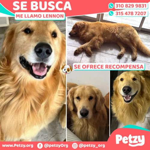 Foto de mascota Lennon