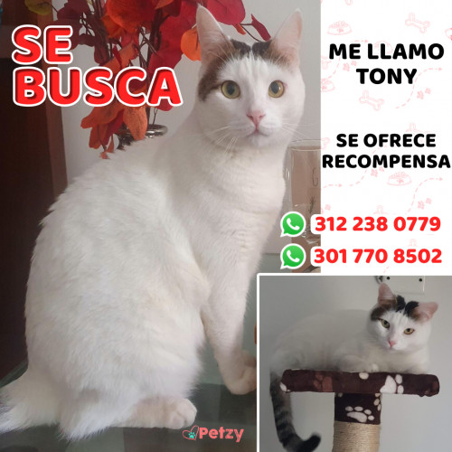 Foto de mascota Tony