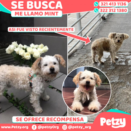 Foto de mascota Mint