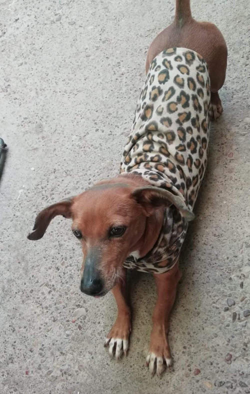 Chanty