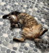Foto de Tiger en Marinilla Antioquia #4