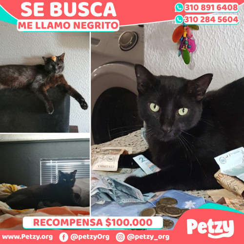 Foto de mascota Negrito