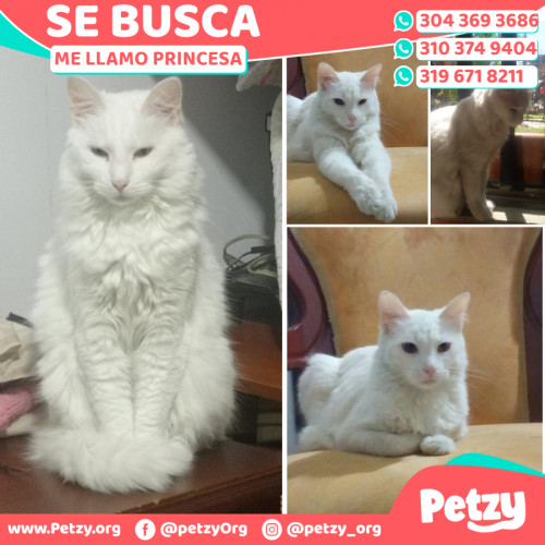 Foto de mascota Princesa