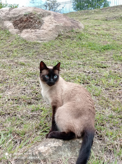 Rosita