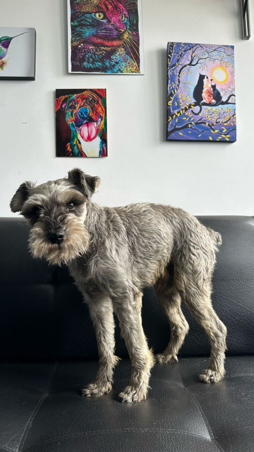 A Este Perrito