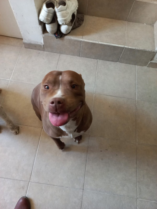 Chocolata