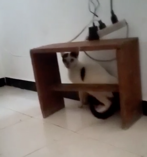 Rescatada