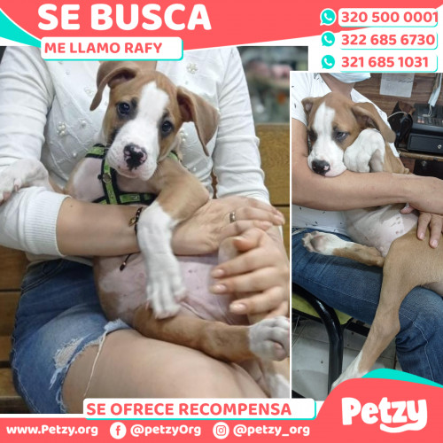 Foto de mascota Rafy