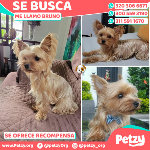 Foto de mascota Bruno