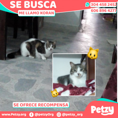 Foto de mascota Koran