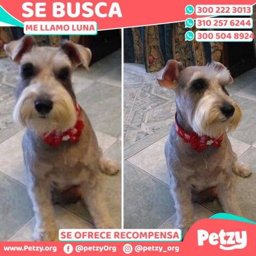 Foto de mascota Luna