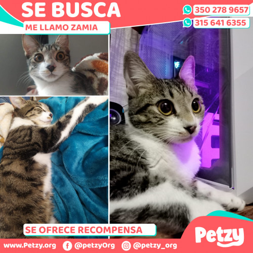 Foto de mascota Zamia