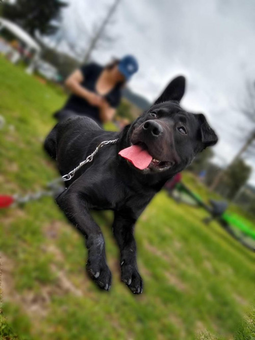 Toby