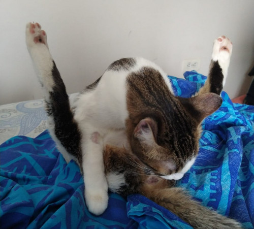 Mili