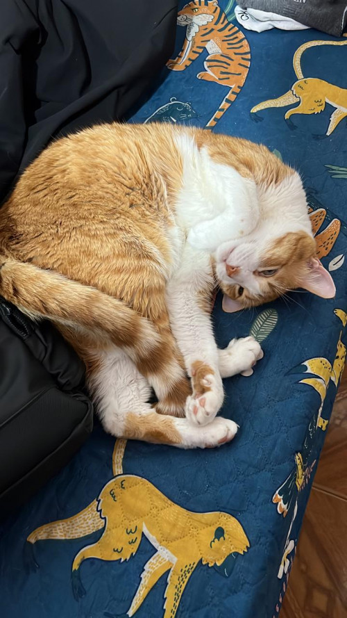 Simon