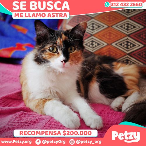 Foto de mascota Astra