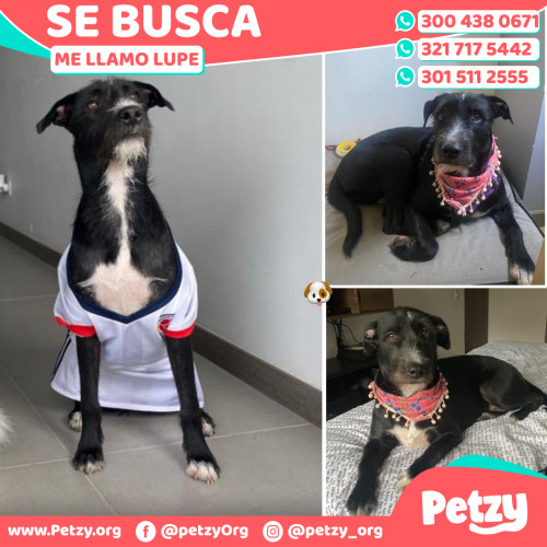 Foto de mascota Lupe