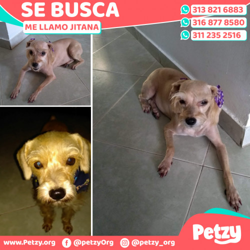 Foto de mascota Jitana