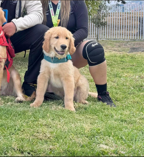 Apolo