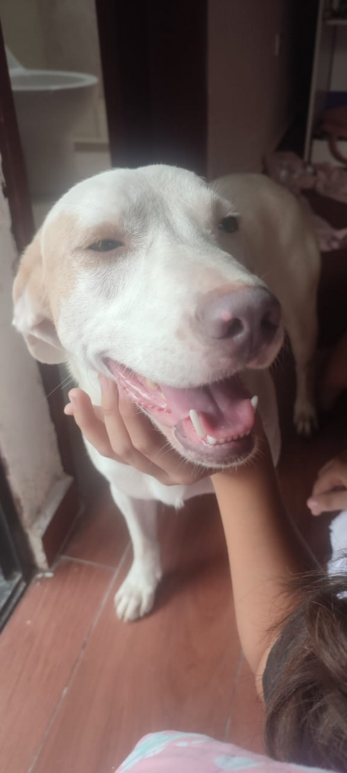 La Familia De Este Perrito