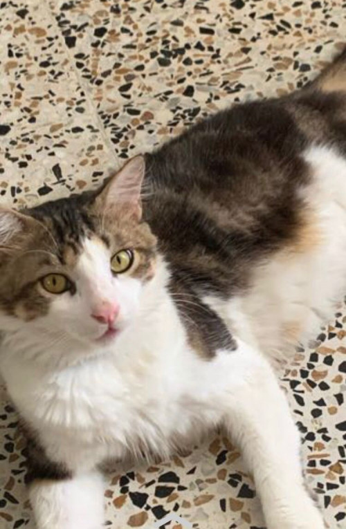 Lulú