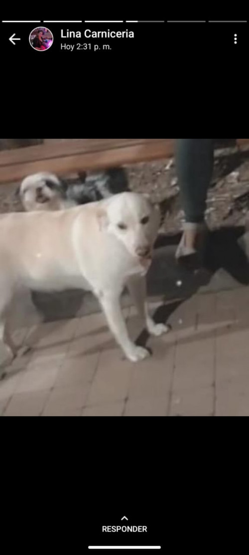 Estrellita