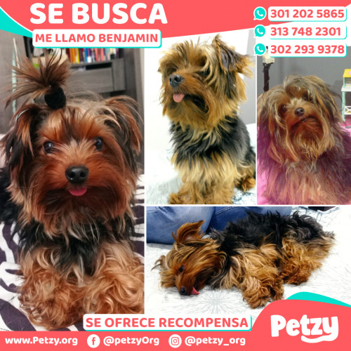 Foto de mascota Benjamin