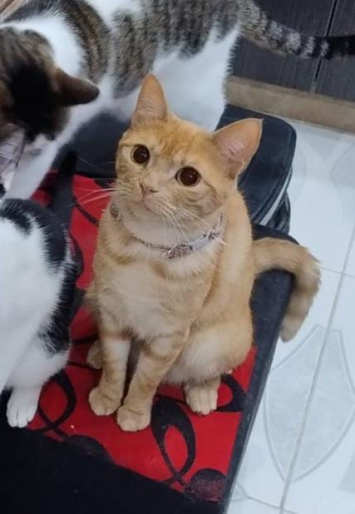 Atenea