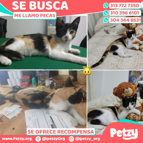 Foto de mascota Pecas