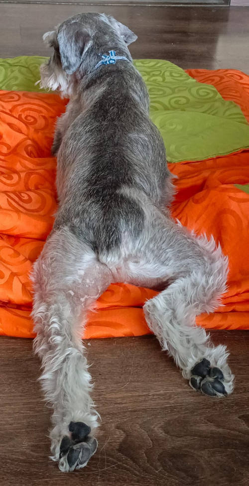 Bruno