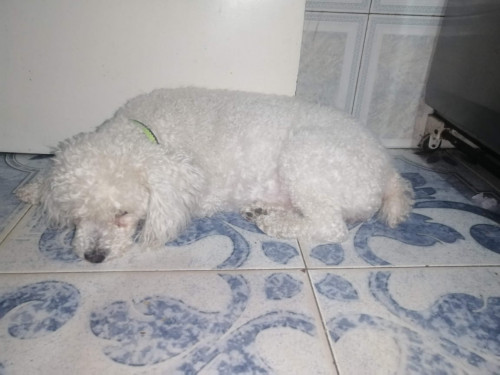 Susi