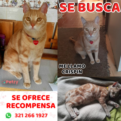 Foto de mascota Crispin