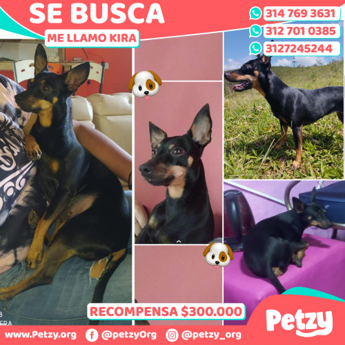 Foto de mascota Kira