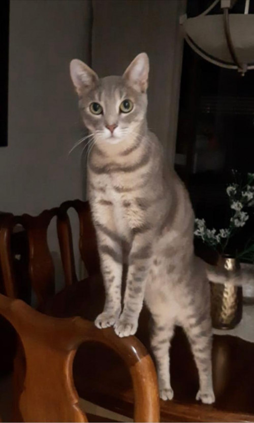 Cosmo