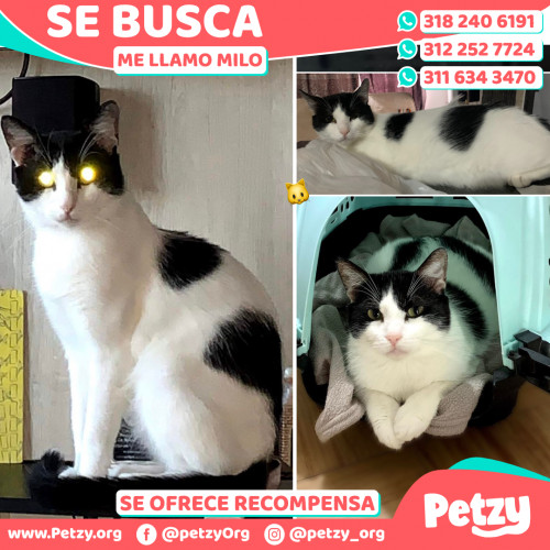 Foto de mascota Milo