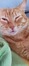 Foto de Garfield en  Bogota #1