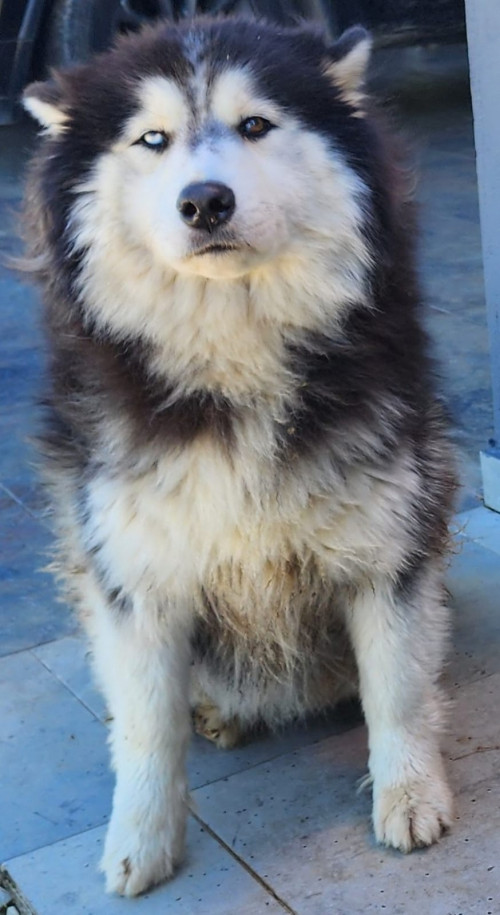 Zeus