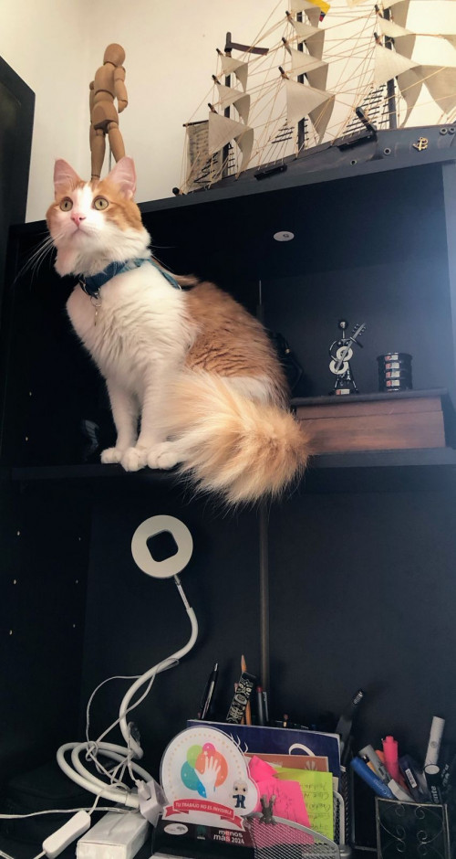 Simba