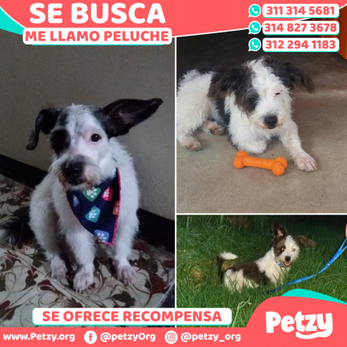 Foto de mascota Peluche