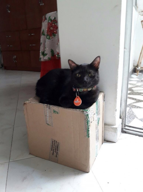 Chimuelo