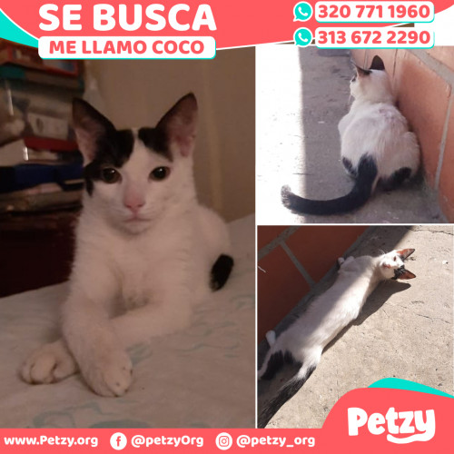 Foto de mascota Coco