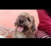 Foto de Doggy en San Agustín Huila #0