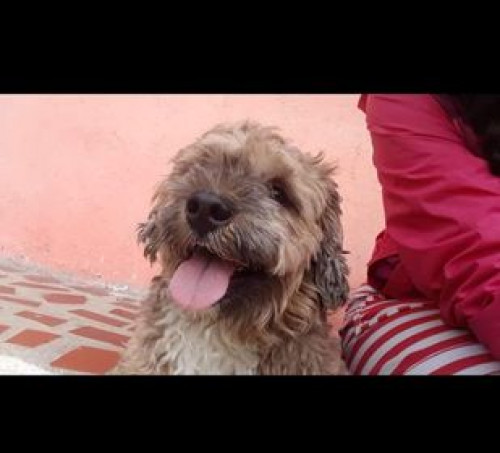 Doggy