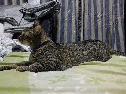 Mateo